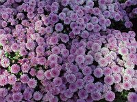 photos 2000-200902718